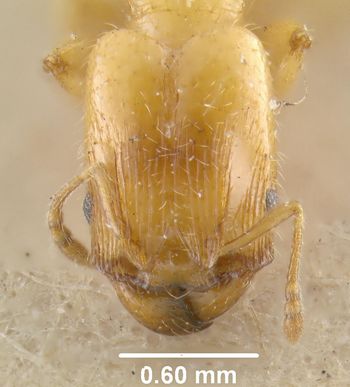 Media type: image;   Entomology 20715 Aspect: head frontal view